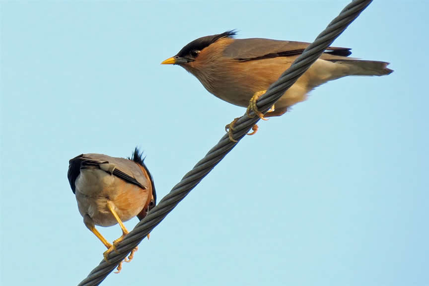 brahminy mynah